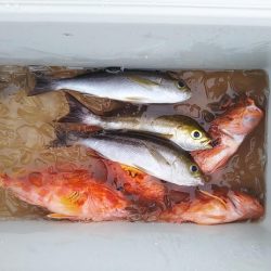 康仁丸・ジギング釣り果